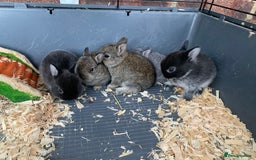 Netherland Dwarf rabbits for sale: Gorgeous Netherland Dwarf Rabbits - Ready in Sept - Image 7
