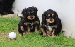 Cavapoo dogs for sale: F1 Cavapoo puppies for sale - Image 37