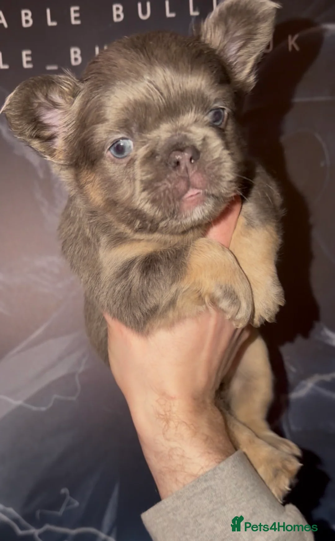 French Bulldog dogs for sale: Top quality fluffy Frenchbulldogs - Advert 24