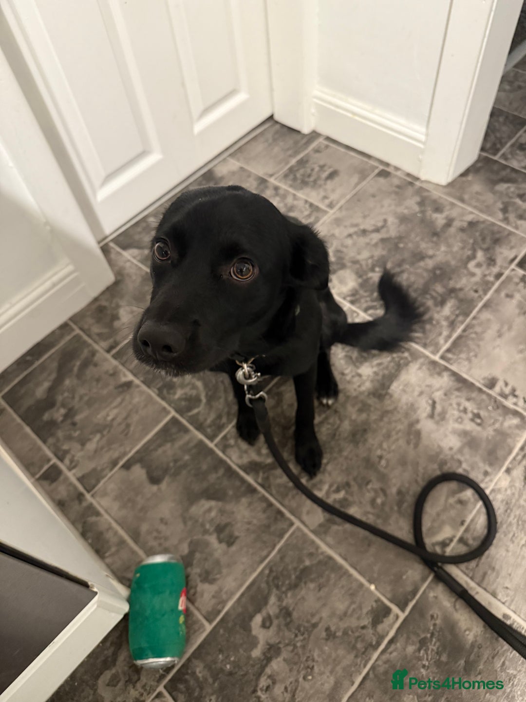 Sprollie dogs for sale: 1year 3month old sprollie - Oscar - Advert 3