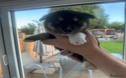 Siberian Husky dogs for sale: Beautiful Chunky Siberian Husky Puppies  - Image 26