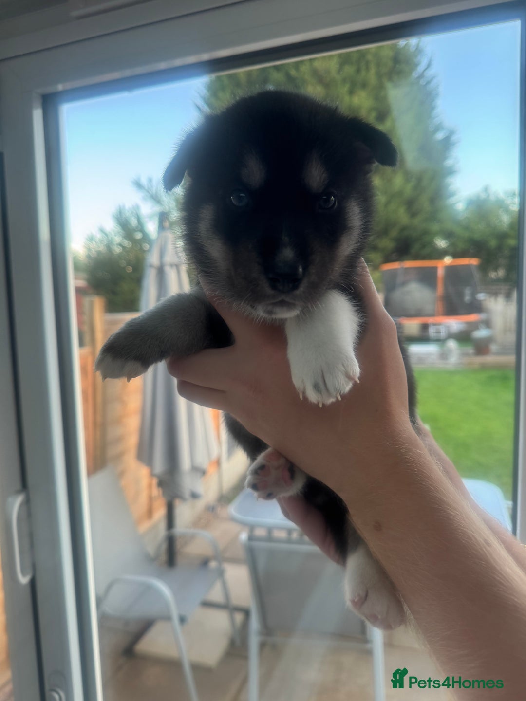 Siberian Husky dogs for sale: Beautiful Chunky Siberian Husky Puppies  - Image 26