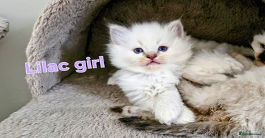 Ragdoll cats 🐾Last two Ragdolls.Ready 22nd December 🐾 - Advert 14