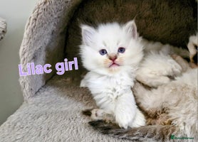 Ragdoll cats 🐾Last two Ragdolls.Ready 22nd December 🐾 - Advert 14