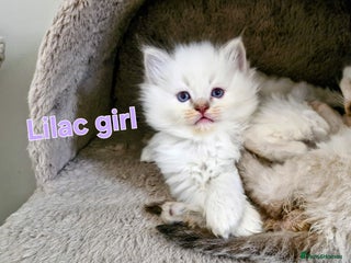 Ragdoll cats 🐾GorgeousRagdollKittens.Ready 22nd December 🐾 - Advert 18