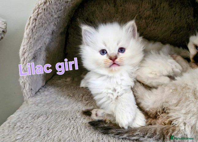 Ragdoll cats 🐾GorgeousRagdollKittens.Ready 22nd December 🐾 - Advert 13