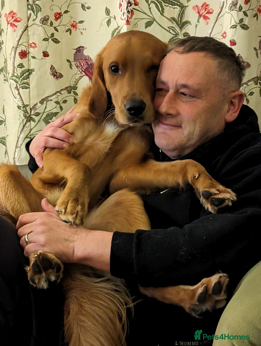 Golden Retriever dogs for stud: Gorgeous Gus for Stud  in Faringdon - Advert 14