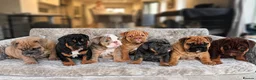 English Bulldog dogs for sale: 1st class adorable kc reg bulldog puppies  - Advert 1
