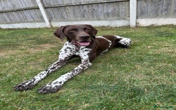 German Shorthaired Pointer dogs for sale: Loving Home Wanted - Image 4