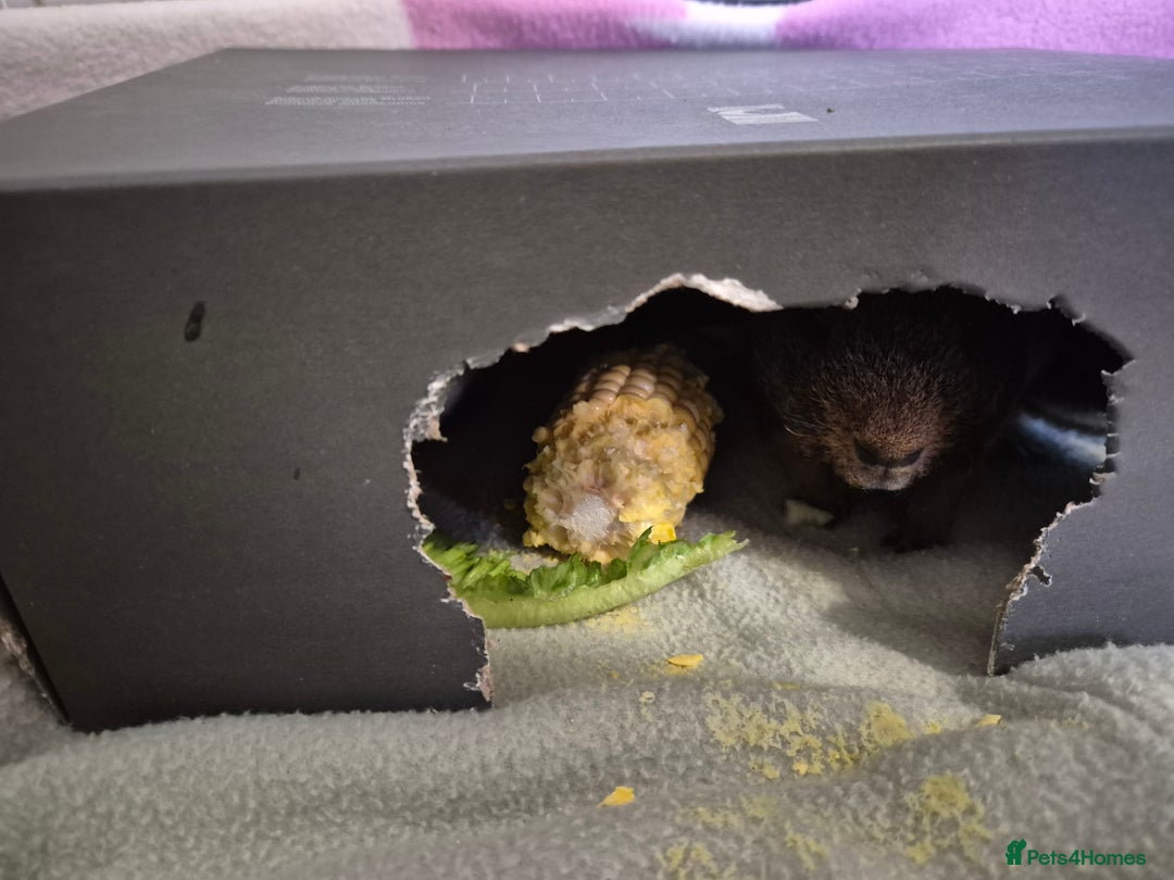 Guinea Pig rodents for sale: Pair male bonded skinny pigs - Image 2