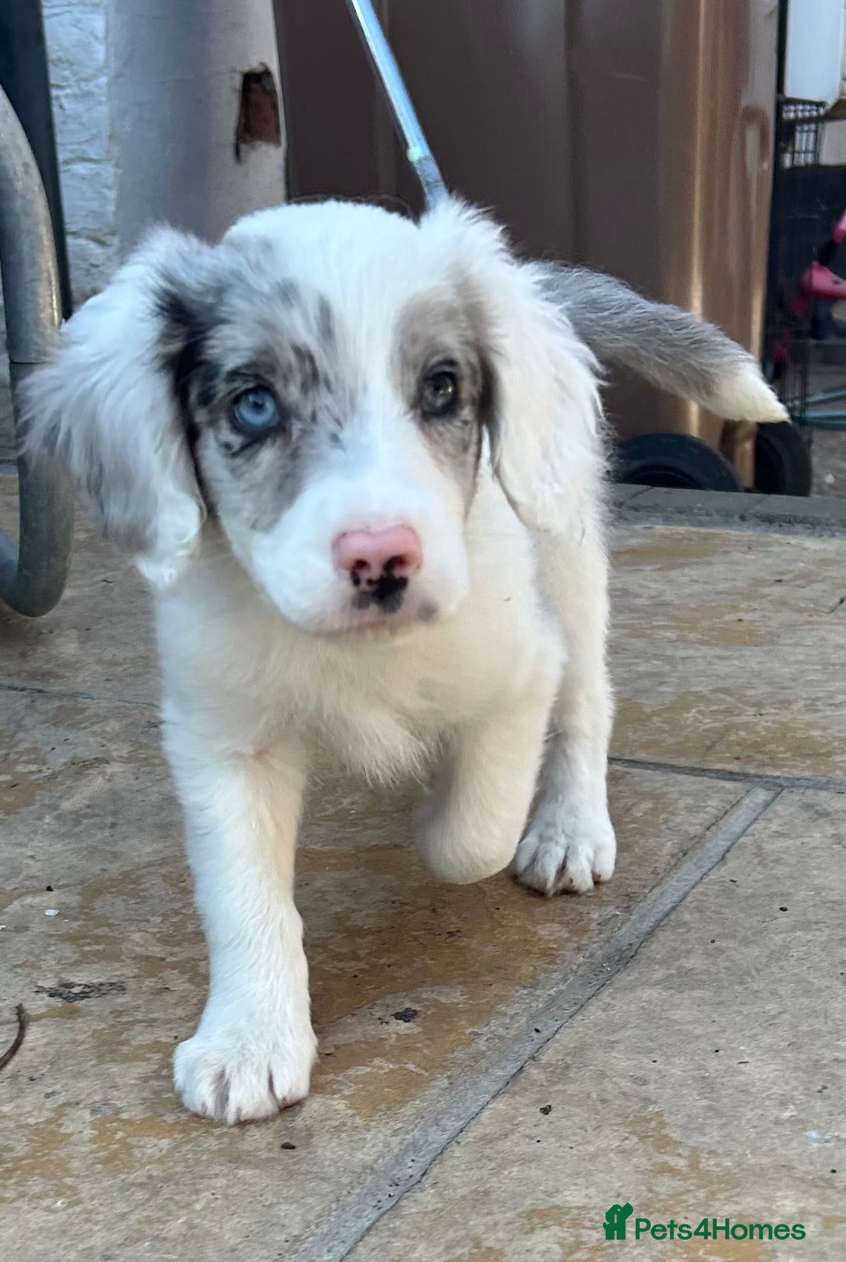 Sprollie dogs Beautiful sprollies - Advert 1