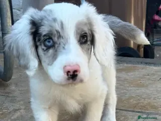 Sprollie dogs Beautiful sprollies - Advert 1