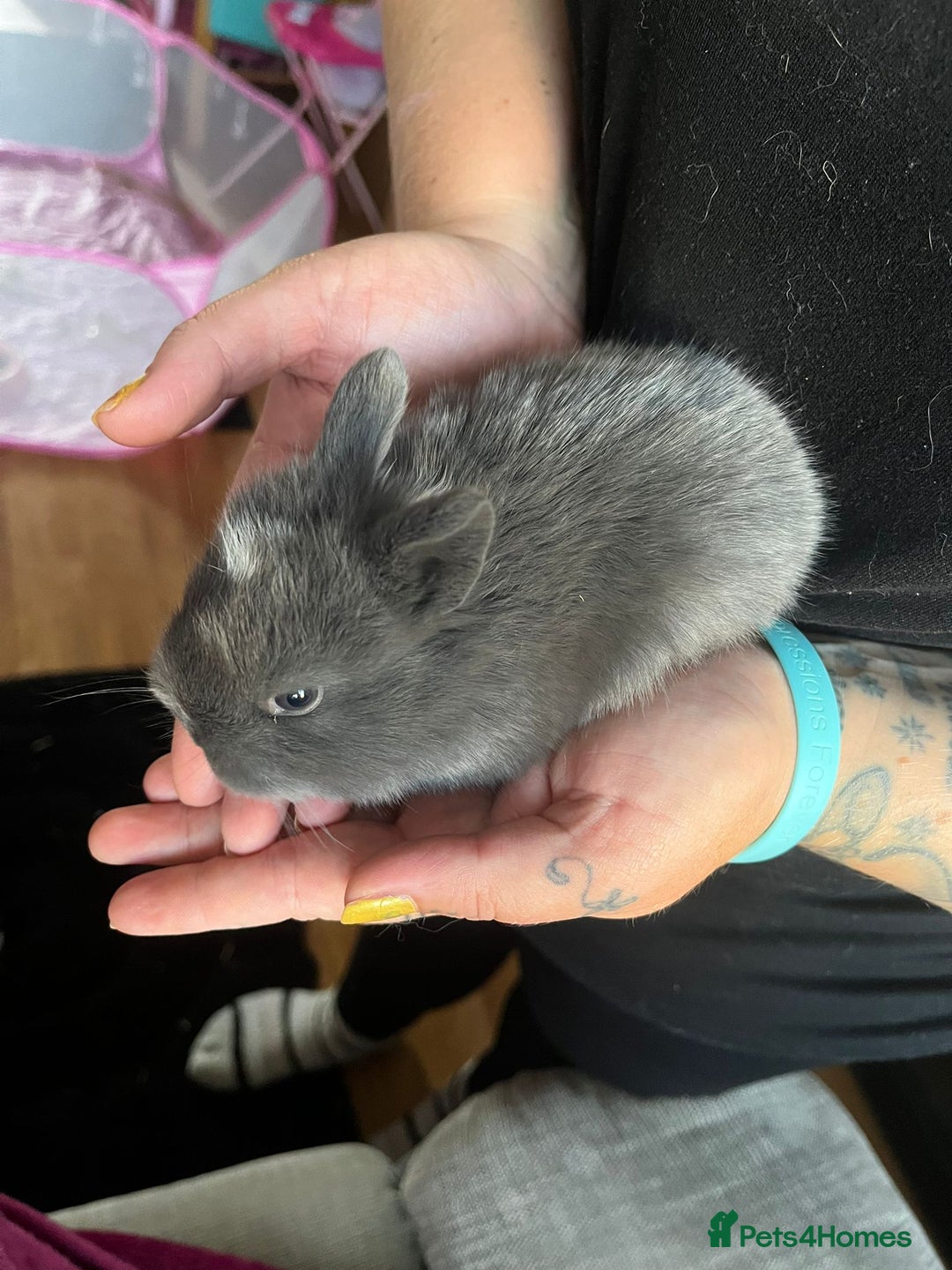 Lionhead rabbits for sale: 4 baby Lionhead rabbits - Advert 22