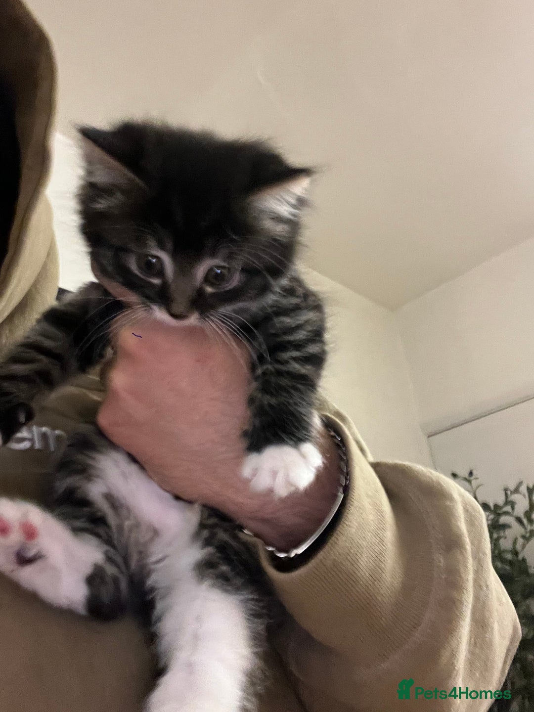 Mixed Breed cats for sale: Cheap Kittens for sale  (Ready to go asap) - Advert 16