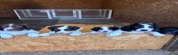 Sprocker dogs for sale: 7 beautiful spaniel puppies for sale in Woking - Advert 1