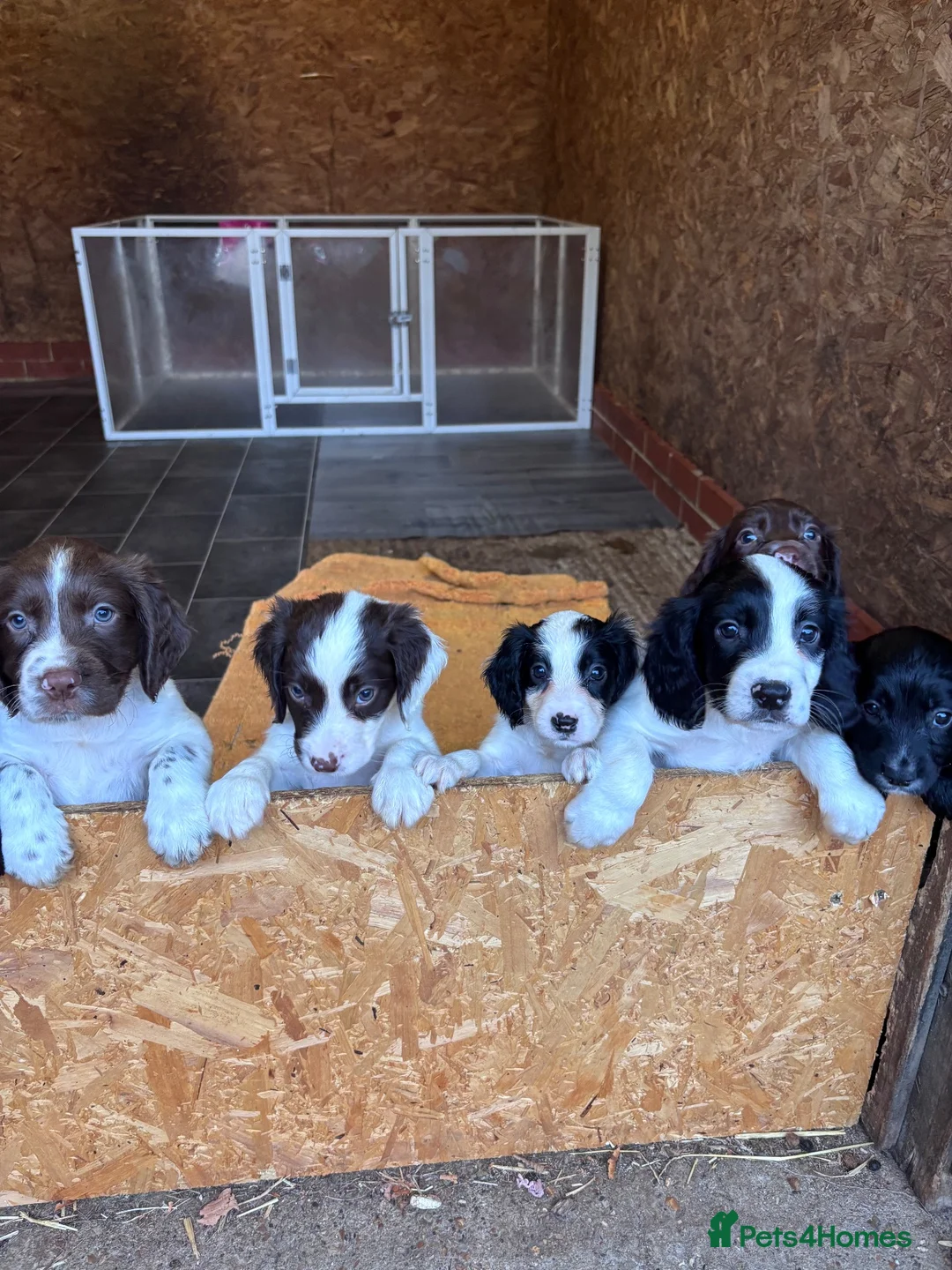 Sprocker dogs for sale: 7 beautiful spaniel puppies for sale in Woking - Advert 1