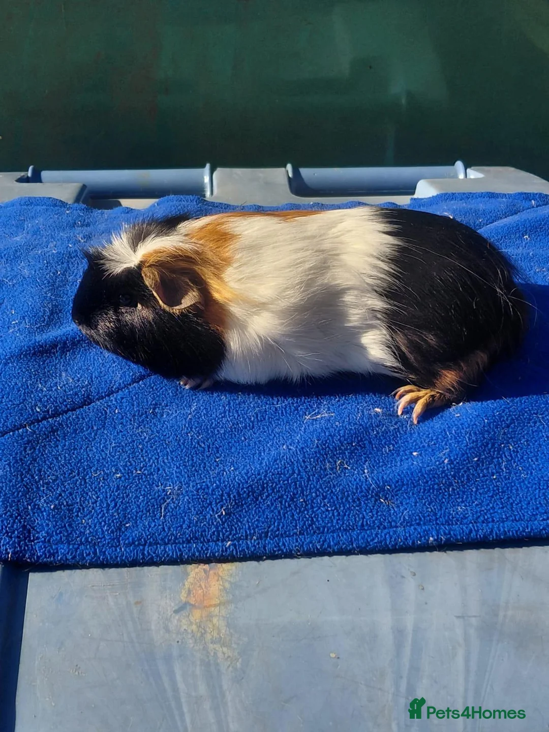 Guinea Pig rodents for sale: Female guinea pigs  - Advert 2