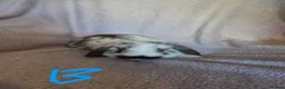Mini Lop rabbits for sale: Beautiful Mini lops - Advert 4