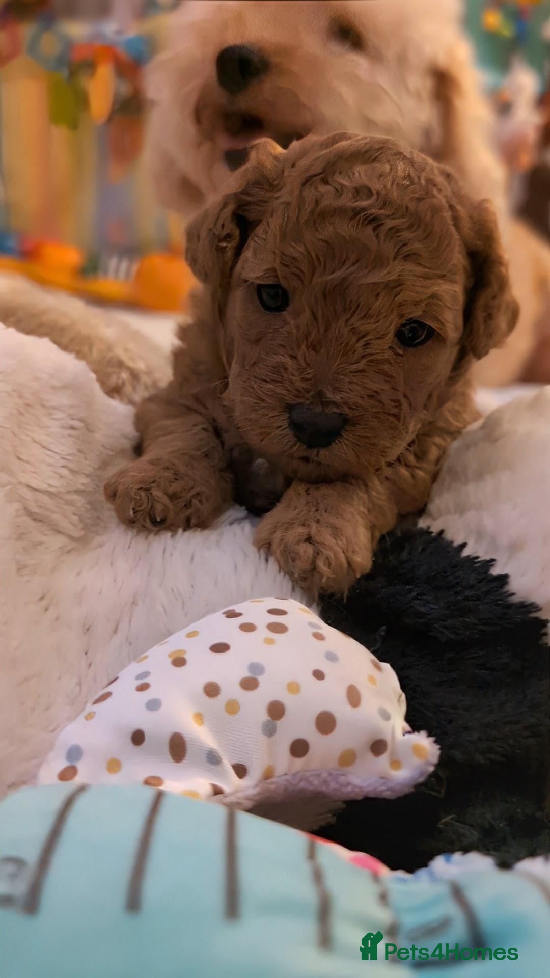 Cavapoo dogs F1B Deep Fox Red Toy DNA Clear Puppies  - Advert 1