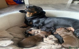 Dachshund dogs for sale: Minture dashund - Image 7