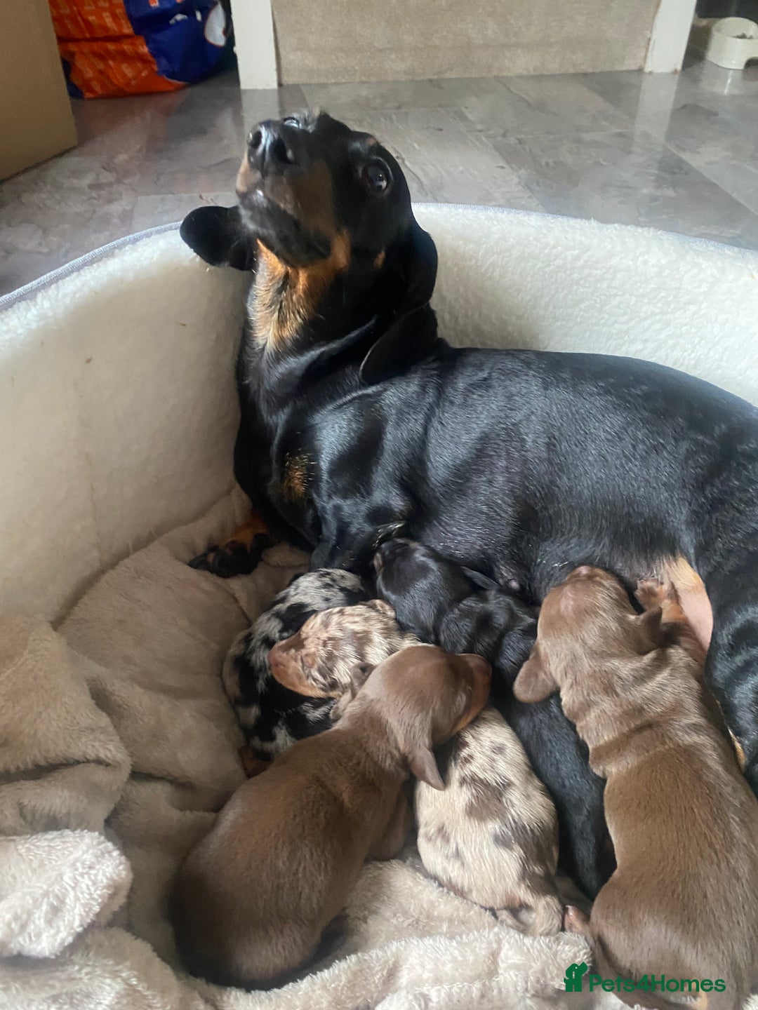 Dachshund dogs for sale: Minture dashund - Image 7