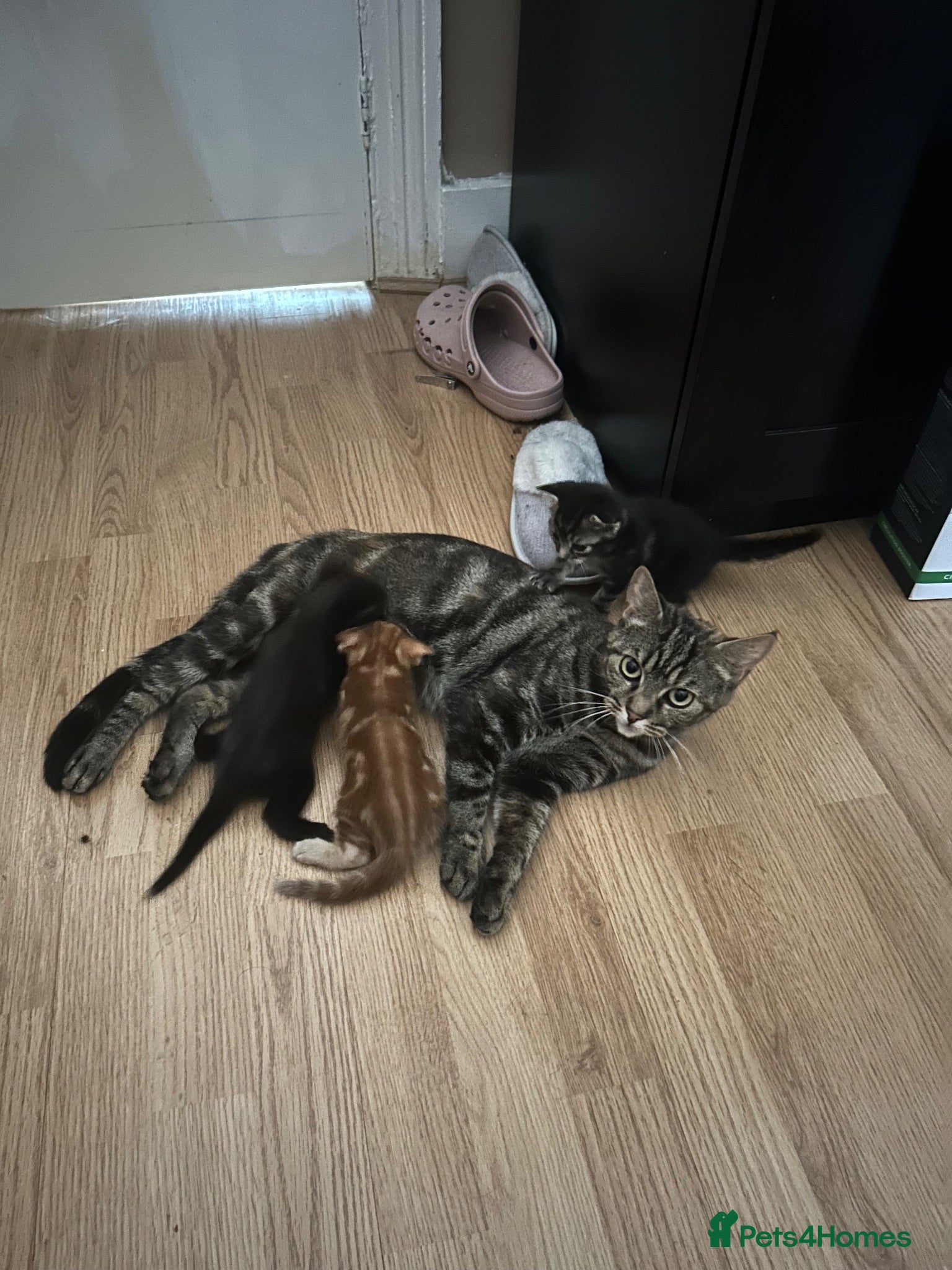Mixed Breed cats ADORABLE KITTEN LOOKING FOR THERE FOREVER HOME - Advert 2
