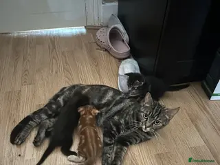 Mixed Breed cats ADORABLE KITTEN LOOKING FOR THERE FOREVER HOME - Advert 3