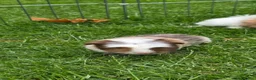 Guinea Pig rodents for sale: Two baby boy guniea pig babies for sale  in Consett - Advert 6