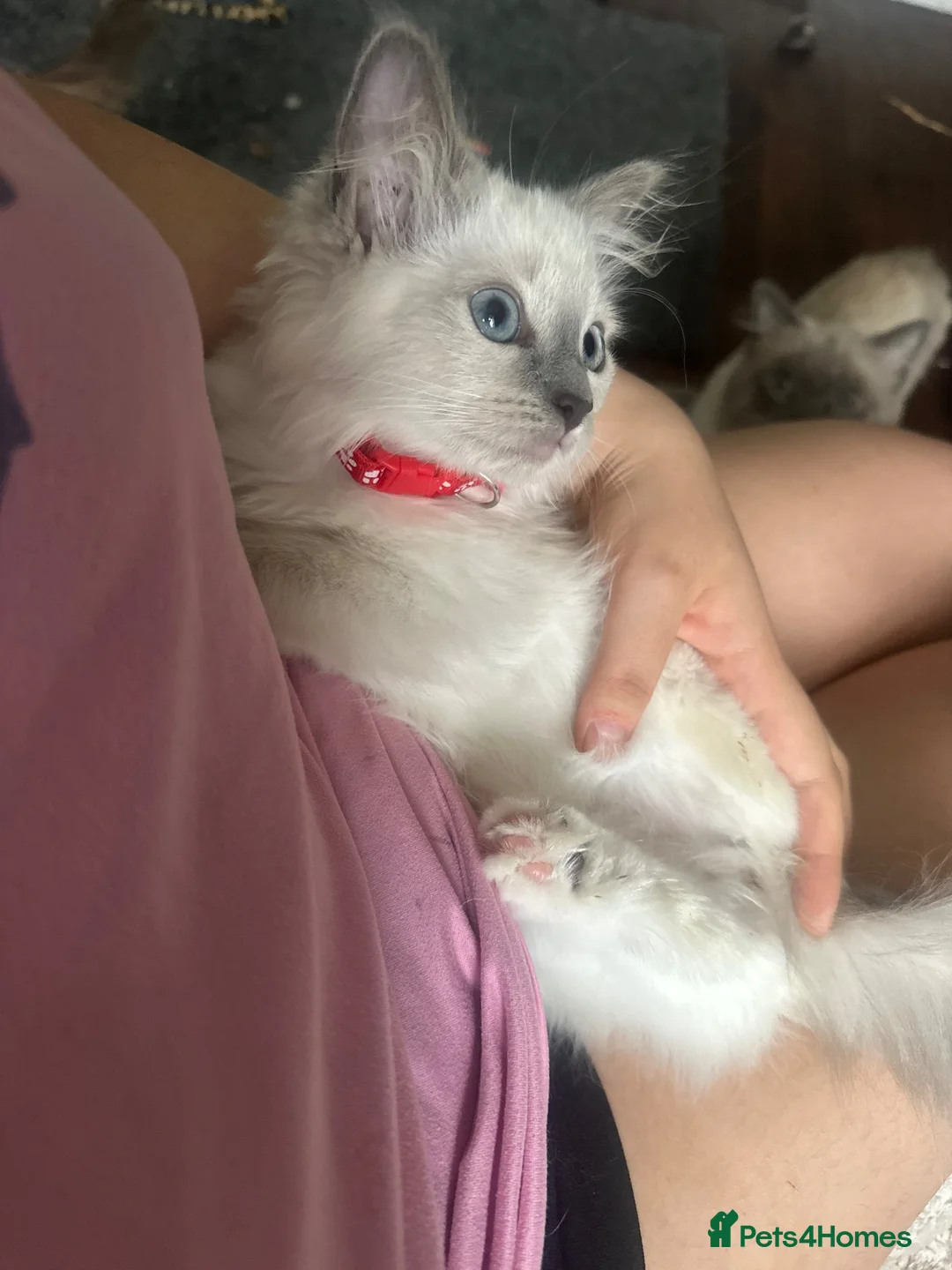 Ragdoll cats for sale: Ragdoll - Advert 1