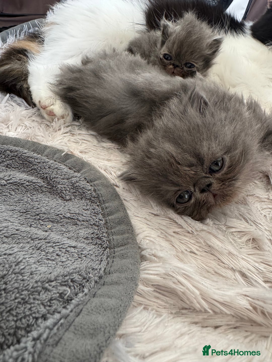 Persian cats for sale: GCCF SOLID BLUE PERSIAN PRINCESSES  - Image 6