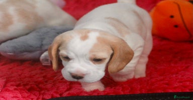 Beagle dogs - Advert 3