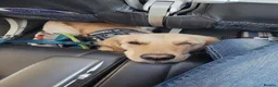 Golden Retriever dogs for sale: Needing forever home - Advert 1