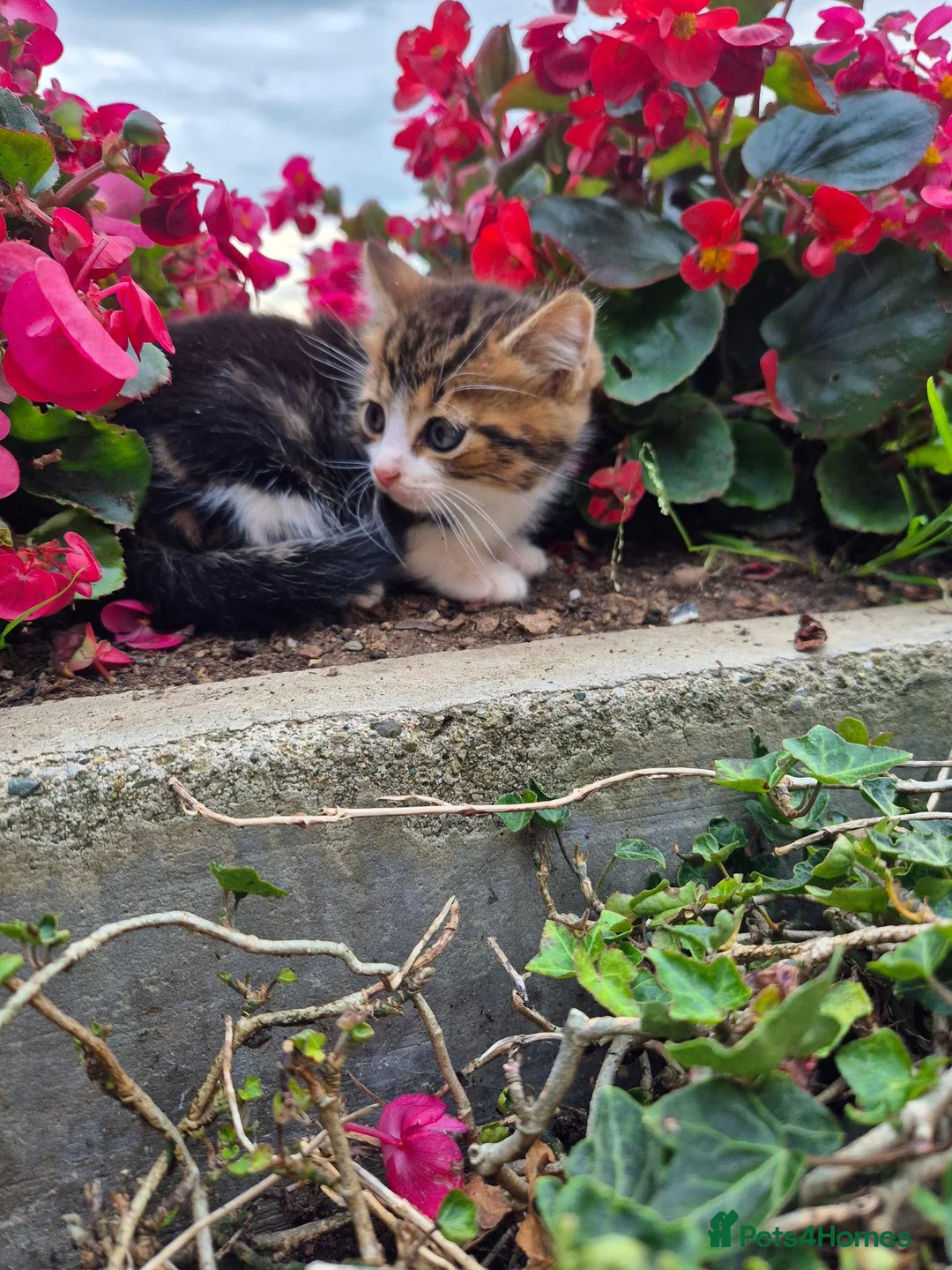 Mixed Breed cats for sale: Beautiful Tabby Kittens Available  - Advert 15