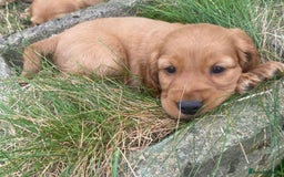 Cocker Spaniel dogs for sale: Show Type Cocker Spaniel Puppies - Advert 4