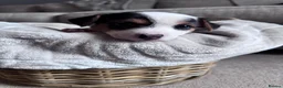 Jack Russell dogs for sale: Jack Russell Puppies in York - Advert 9