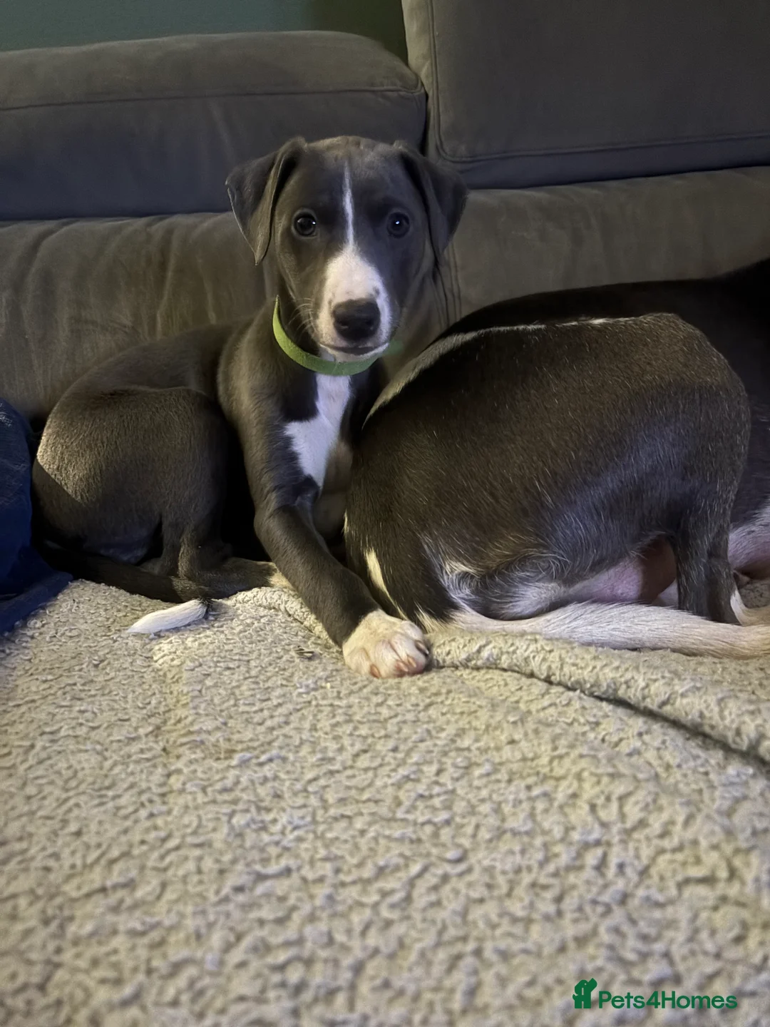 Whippet dogs for sale: Gorgeous girl  - Advert 2