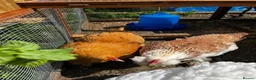 Chickens poultry for sale: 3 point of lay hens  - Advert 6