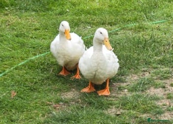 Ducks poultry Aylesbury Drakes x2 - Advert 1