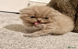 British Shorthair cats for sale: British shorthair  - Image 2