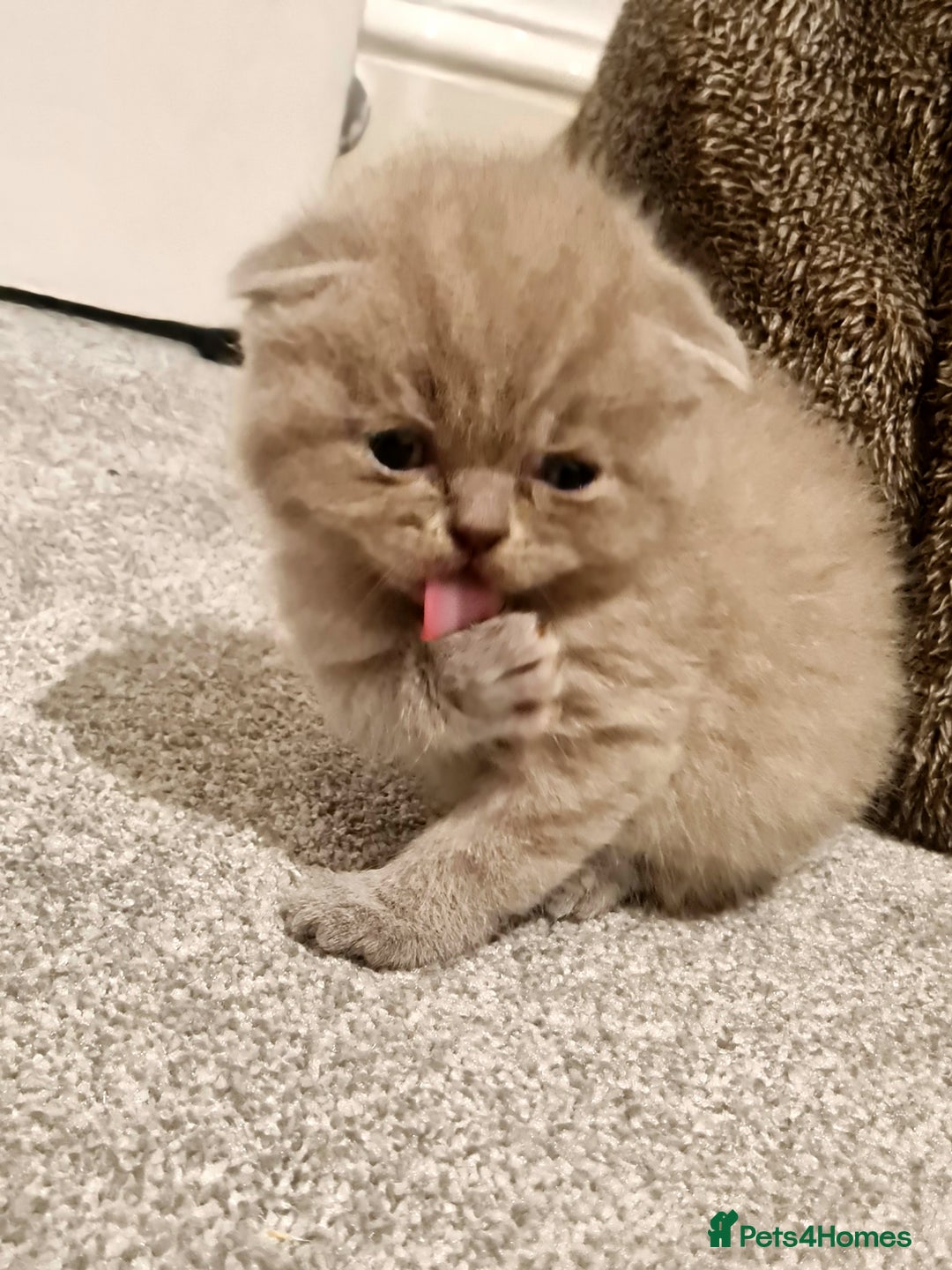 British Shorthair cats for sale: British shorthair  - Image 2