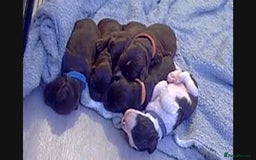 Cocker Spaniel dogs for sale: Working cocker spaniel puppies - Image 10