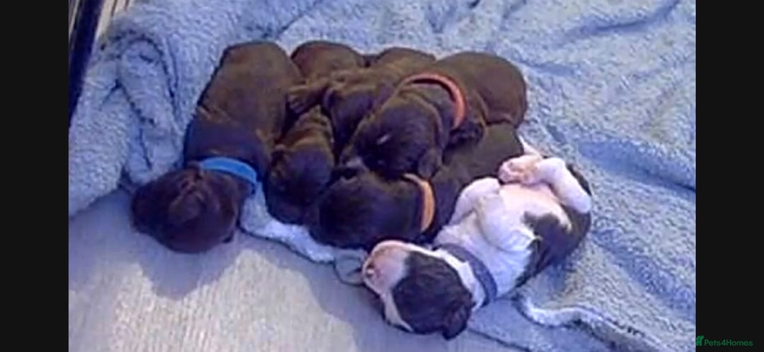 Cocker Spaniel dogs for sale: Working cocker spaniel puppies - Image 10