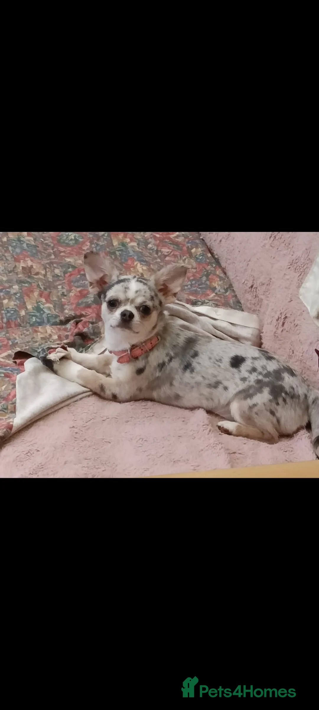 Chihuahua dogs for sale: A Delightful litter of tiny Chihuahua puppies.  - Advert 6