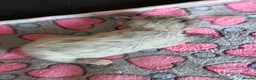 Mixed Breed cats for sale: 2 amazing kittens for sale - Advert 4