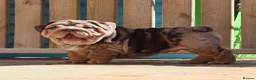 English Bulldog dogs for sale: Gorgeous English Bulldog Pups - Advert 4