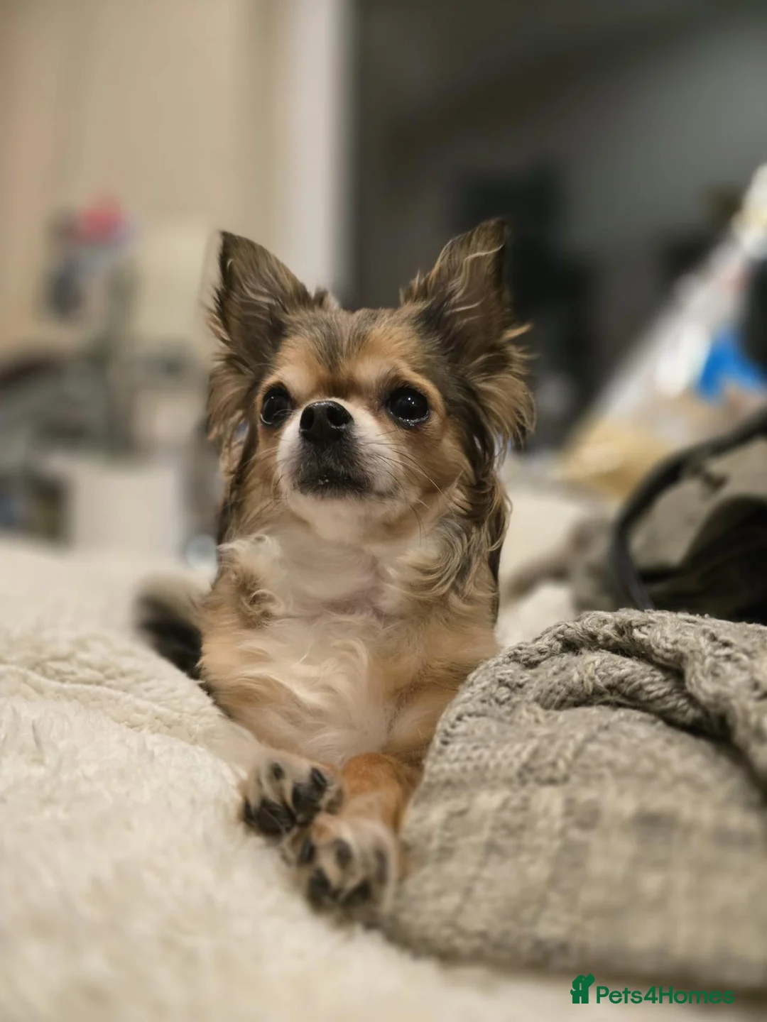 Chihuahua dogs for sale: 3 Long-Haired Mini Chihuahua Puppies – Deer Head in Holywood - Advert 1