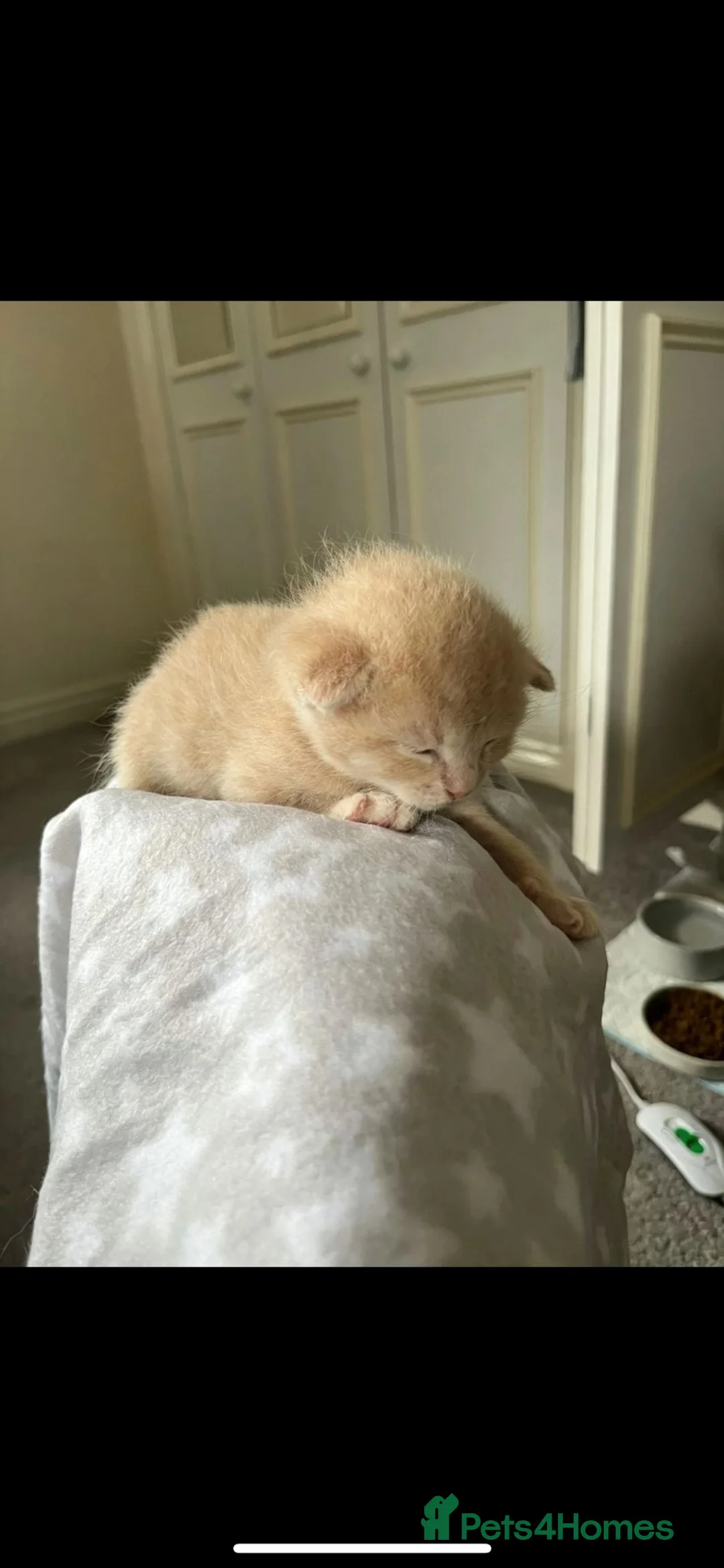Ragdoll cats for sale: ✨ Ragdoll Cross Kittens – Ready to Reserve ✨ - Advert 18