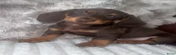 Dachshund dogs for sale: 2 Dachshund puppies left - Advert 4