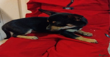 Mixed Breed dogs - Advert 16
