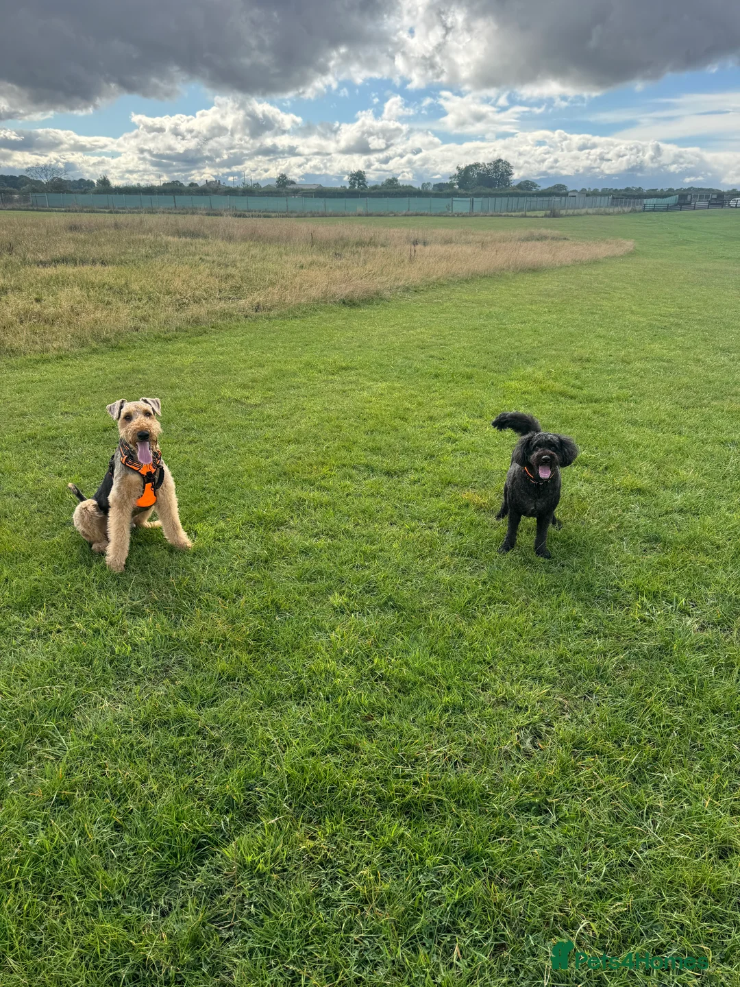 Airedale Terrier dogs for stud: (PROVEN STUD) Samcajo Gandalf the Wise in Durham - Advert 5